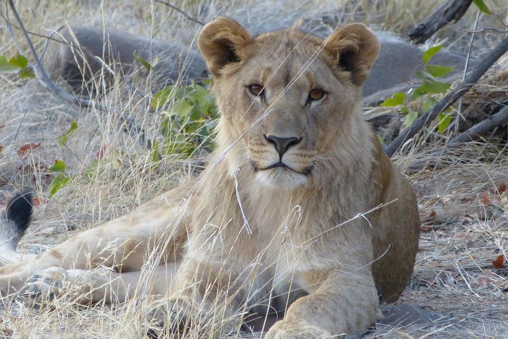 Grootberg Lodge ดามาราลันด์ ภายนอก รูปภาพ