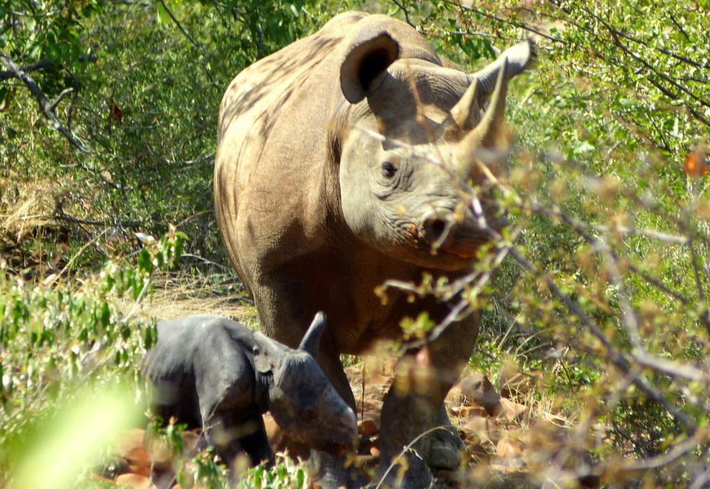 Grootberg Lodge ดามาราลันด์ ภายนอก รูปภาพ